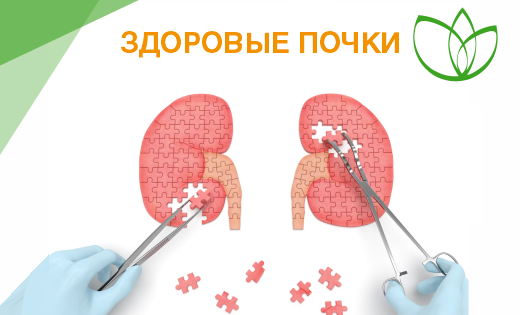 Здоровые почки